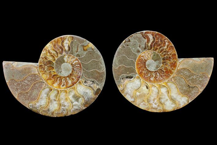 Bargain, Cut & Polished Ammonite Fossil - Madagascar #148036
